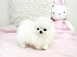 Pomeranian Dog Price in Chennai | Starting Rs. 2500